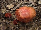 Cortinarius harrisonii image