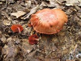 Cortinarius harrisonii image