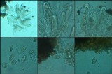 Julella vitrispora image