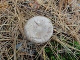 Amanita porphyria image