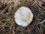 Lepista glaucocana image