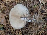 Lepista glaucocana image