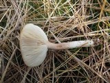 Lactarius hepaticus image