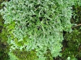 Cladonia squamosa image