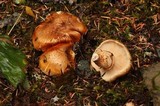 Tricholoma focale image