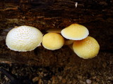 Gymnopilus aeruginosus image
