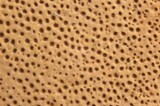 Phellinus igniarius image