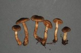 Cortinarius clandestinus image