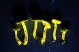 Cortinarius clandestinus image