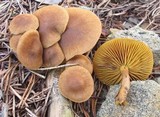 Cortinarius sect. Dermocybe image