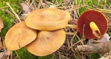 Cortinarius semisanguineus image