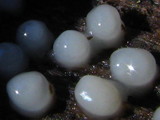 Helicogloea compressa image