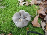 Tricholoma portentosum image