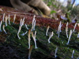 Multiclavula mucida image