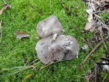 Tricholoma portentosum image