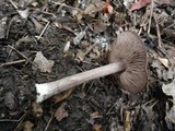 Entoloma violaceum image