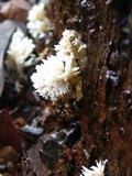 Hydnopolyporus fimbriatus image