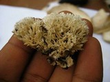 Hydnopolyporus fimbriatus image