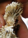 Hydnopolyporus fimbriatus image