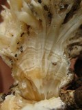 Hydnopolyporus fimbriatus image