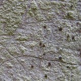 Pyrrhospora quernea image