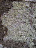 Pyrrhospora quernea image
