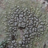 Pertusaria heterochroa image