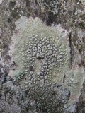 Pertusaria heterochroa image