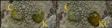 Pertusaria heterochroa image