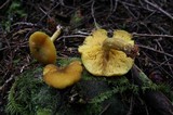 Tricholomopsis decora image