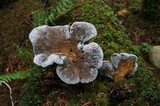 Tapinella atrotomentosa image