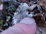 Peltigera neopolydactyla image