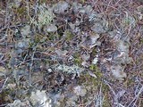Peltigera neopolydactyla image
