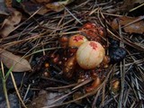 Calostoma cinnabarinum image