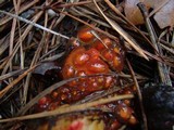 Calostoma cinnabarinum image
