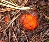 Calostoma cinnabarinum image