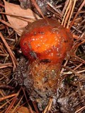 Calostoma cinnabarinum image