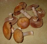 Cortinarius caperatus image