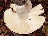 Russula variata image