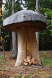 Armillaria solidipes image