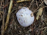 Cortinarius traganus image