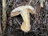 Cortinarius traganus image