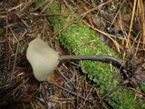 Helvella macropus image
