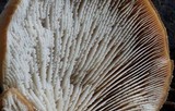 Lentinellus ursinus image