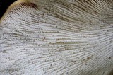 Lentinellus ursinus image