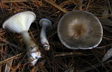 Ampulloclitocybe clavipes image