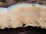 Merulius tremellosus image