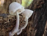 Mycena niveipes image