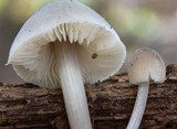 Mycena niveipes image