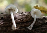 Mycena niveipes image